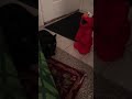 Cat Vs Tickle Me Elmo