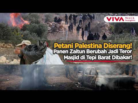 Petani Palestina Diserang Saat Panen! Kebun Zaitun yang Jadi Sumber Hidup Kini Terancam!