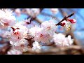 Tai Chi Qi Gong Music To Enhance Mindful Practise