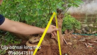 cây bon sai long não siêu đẹp rẻ