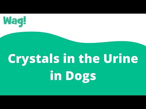 Crystals in the Urine in Dogs | Wag!