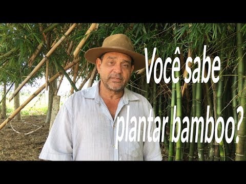 How to form a bamboo grove?