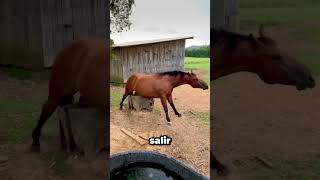 Este caballo no podía esperar para ver a su dueño 🐎❤️