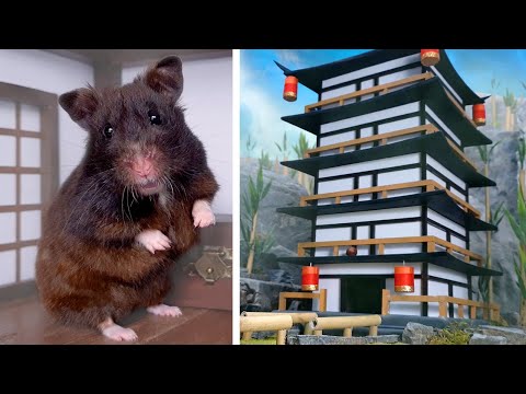 🐹 BRAVE HAMSTER in 5-level NINJA TEMPLE + 😂FUNNY BONUS😂
