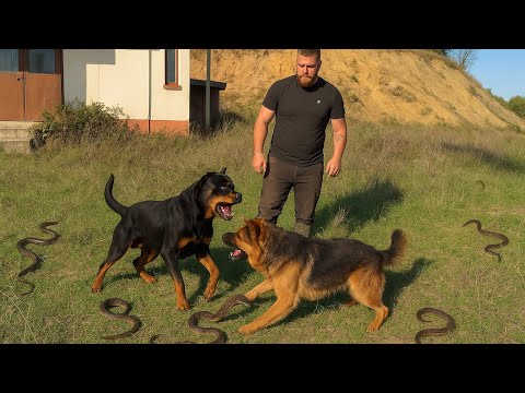 ZEHİRLİ YILANIN MEKANINDA ALEX DELİRDİ ESCOBARA DALDI! Rottweiler Ve Alman Kurdu 