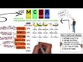 A Short Story About Multiple Criteria Decision Analysis MCDA