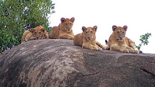 After a long nap, 4 lion cubs re-bond with the 2 lionesses rearing them