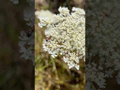 Ameise auf Wilde Möhre Naturgarten Sächsische Schweiz - Ant up Wild Carrot Naturegarden Saxony