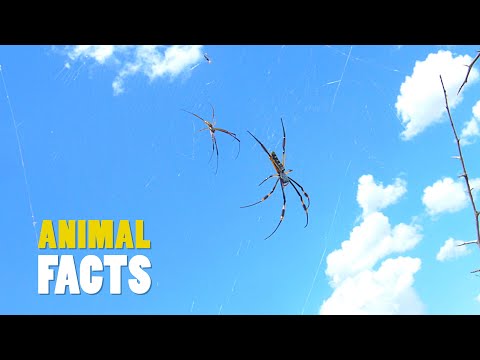 The World’s Most Misunderstood Creature: The Fascinating Truth About Spiders