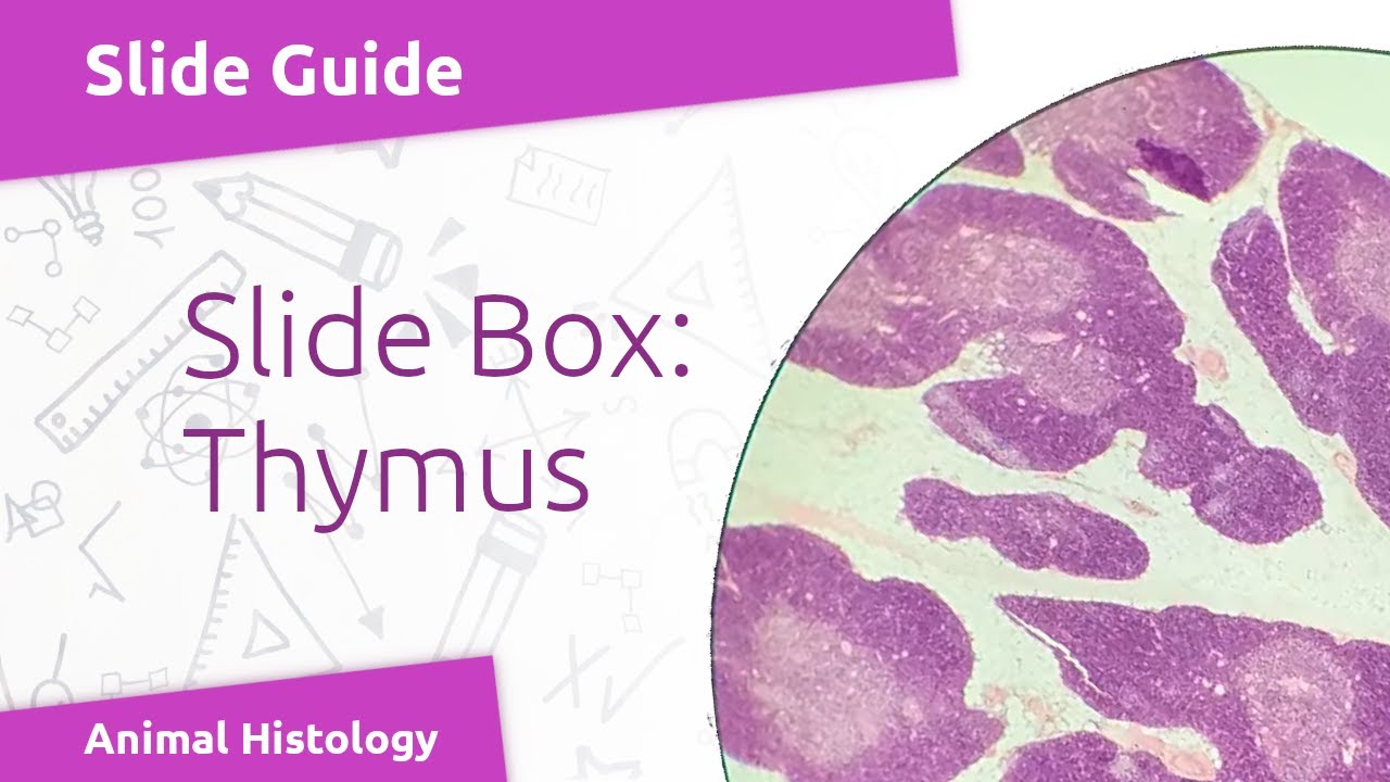 Virtual Slide: Lymphatic Organs - Thymus
