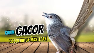Download lagu CIBLEK GUNUNG GACOR NGEBREN UNTUK MASTERAN mp3