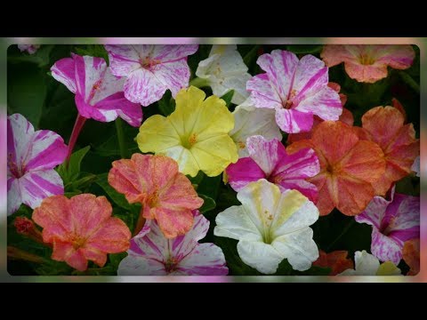 Красивые ночные цветы - Мирабилис