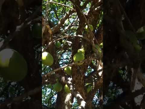 Ayal, cuastecomate, tecomate, morro, cirian, jicaro, mate, cotuco, güira, totumo, #fruits #field