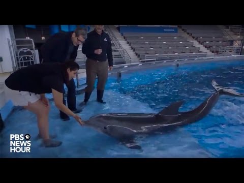 image-Do dolphins live shorter in captivity?
