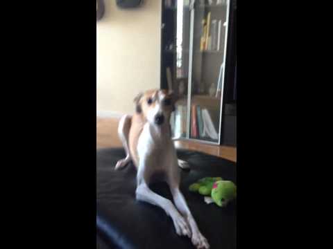 Quijote and his frog