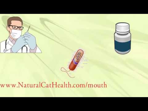 How To Treat Stomatitis In Cats - Permanently, Naturally, Economically