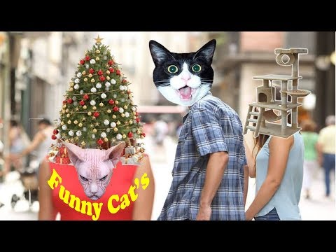 Funny Cats Video 2021 😹