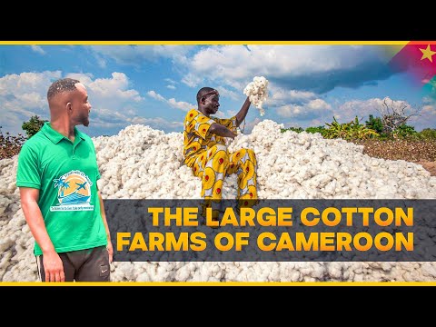 How Cotton is Grown in the North Of Cameroon - Largest Cotton Farms in Cameroon.