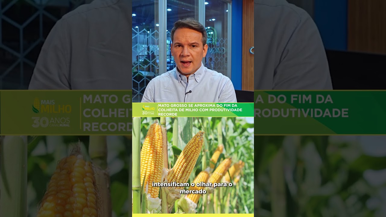 Mato Grosso se aproxima do fim da colheita de milho com produtividade recorde