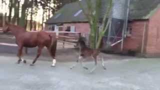 Vidéo de Fabelhafte Edoste