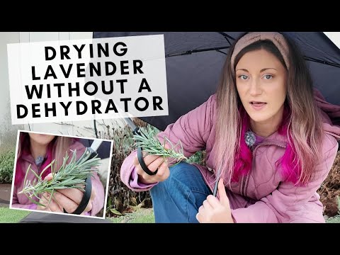 How to dry lavender at home—step-by-step instructions for air drying or oven methods!