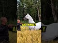 The Unique Secret Behind The Speed Of Arabian Horses