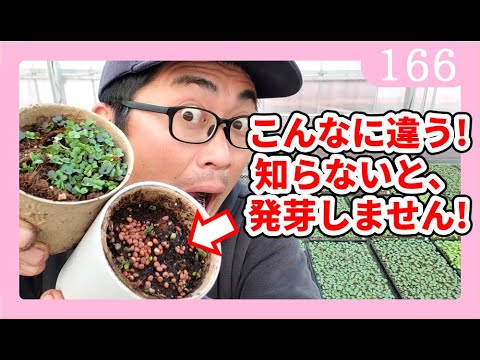 園芸 カバーの下で播種する