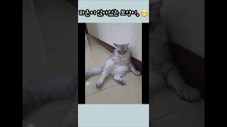 하노이사는 라온이 일상..#고양이 #하노이 #cat #고양이입양 #8살고양이 #고양이교육 #자세 #고양이일상