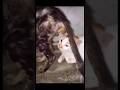 Ow My Balls Funny Brutal Cat Fight Shorts