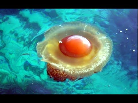 download lagu mp3 mp4 Medusa Animal Species, download lagu Medusa Animal Species gratis, unduh video klip Medusa Animal Species