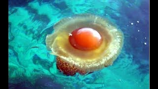 20 Most Amazing Unusual Jellyfish by Epic Wildlife