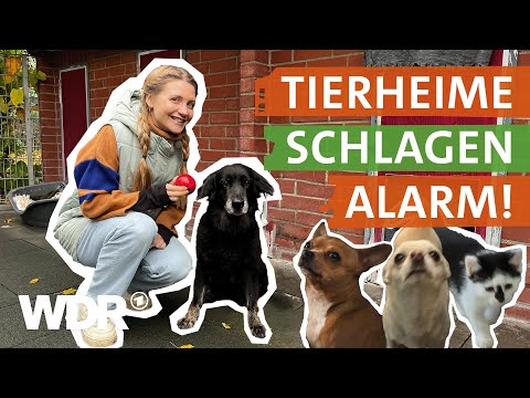 Tiere als Weihnachtsgeschenk? – Keine gute Idee | neuneinhalb | WDR