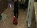 Young Black German Shepherd And The Dreaded Tickle Me Elmo
