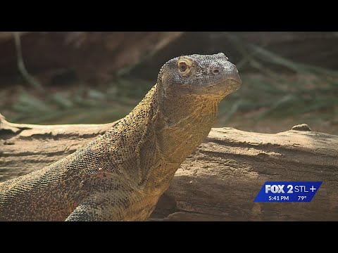 Charlie, the Komodo dragon, ready for debut at STL Zoo - YouTube
