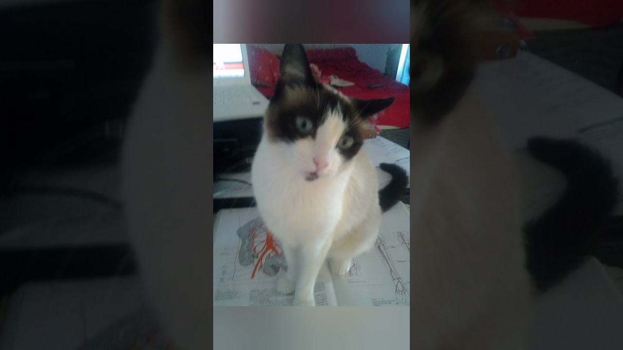 Me desculpem pessoal por minha ausência.😭