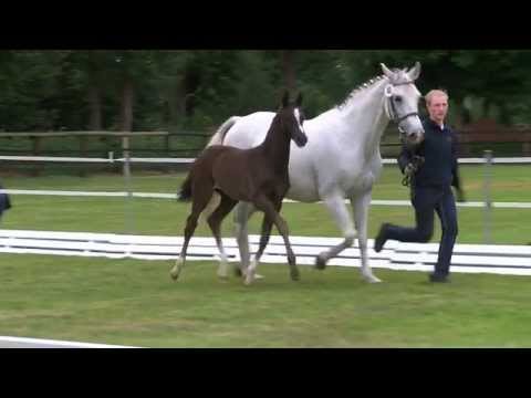 Hf v Danciano x Fuerst Heinrich x Inselfuerst