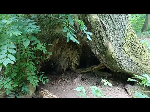 Eine Esche weiß ich... Alte Bäume