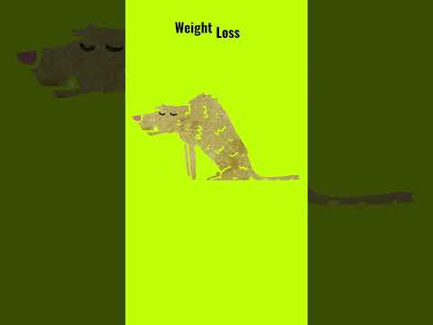 Symptoms of Heartworm in dogs #petlover #dog #dogs #usa #health #information #pet #wellness #europe