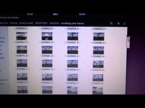 Webový portál o koních a jezdectví