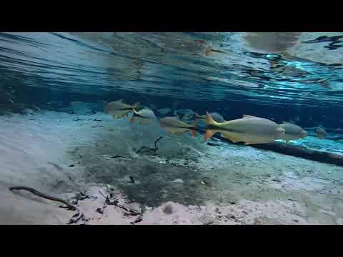 Flutuação na nascente do rio Salobra - Nobres MT