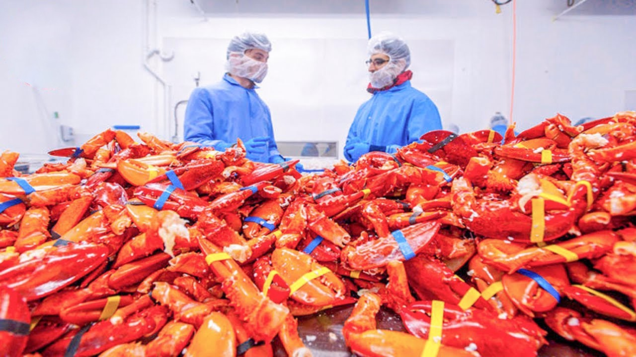 من البحر إلى المصنع… داخل مصنع الكركند الفاخر… ما الذي يحدث؟