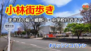 【小林街歩き】まきばの桜→細野小・中学校付近を散歩しました　宮崎県小林市　宮崎観光　宮崎の風景