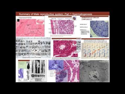 16. Medical School Histology. Male Reproductive System - Part 1 - Spermatogenesis
