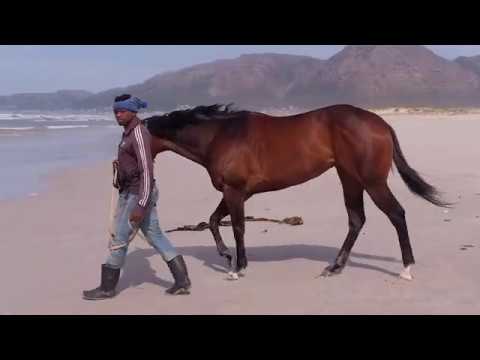 60 Seconds With Run Fox Run Ahead of The G1 SA Fillies Sprint.