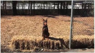 Download Lagu 5 Month Old Doberman Pinscher Thumbnail