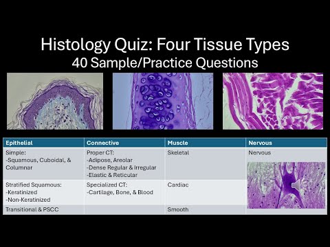 40 Practice Questions: Histology Four Tissue Types Quiz