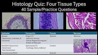 40 Practice Questions: Histology Four Tissue Types Quiz