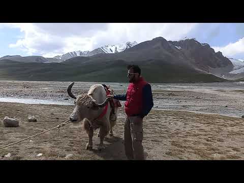 Meet Zulfi the #yak at #khunjrabpass top ...
