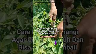 Download lagu Cara Panen Kemangi, Cepat Tumbuh Tunas dan Bisa Dipanen Kembali#Shorts mp3
