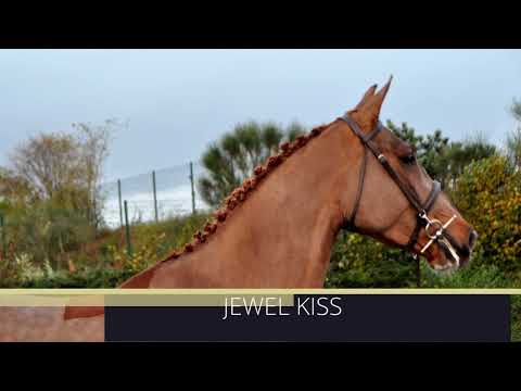 JEWEL KISS SEMILLY (Kannan x Diamant de Semilly x Dollar du Murier) 3 ans/yo